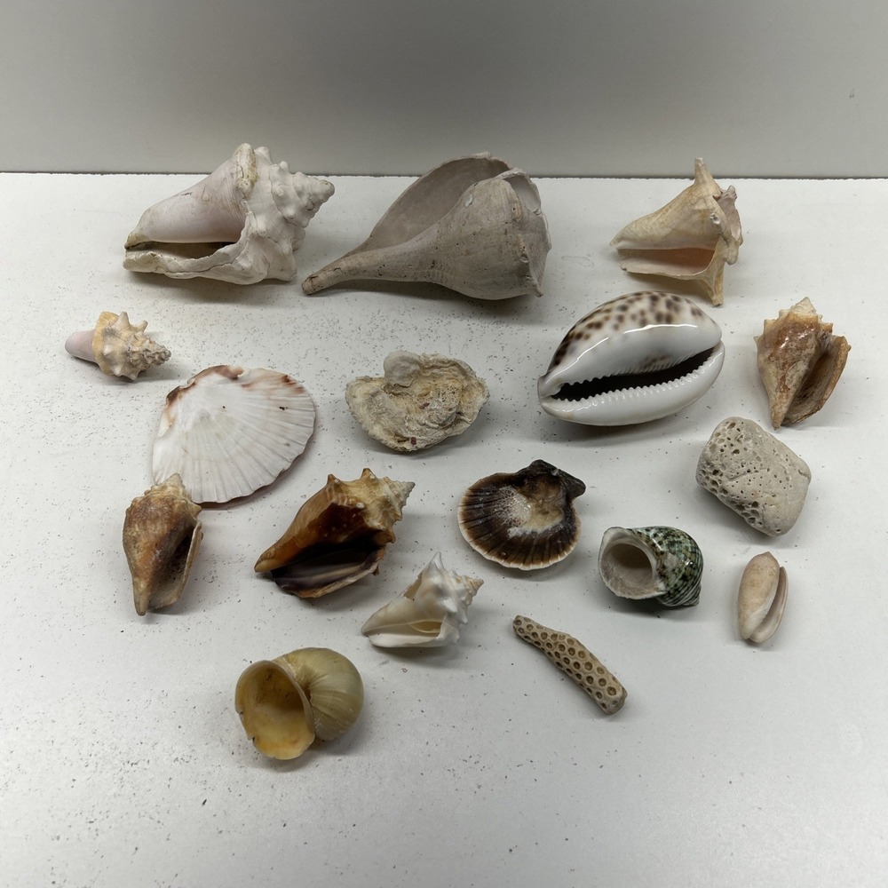 Mixed Seashell Collection Lot Conch Scallop Assorted Coastal‎ Decor - Picture 14 of 16